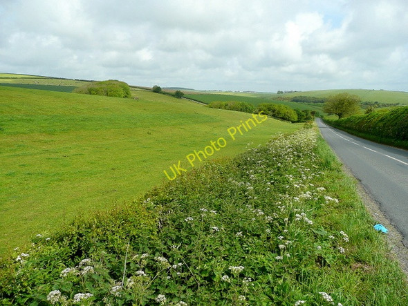 Photo 6"x4" Pasture by the B3159 Martinstown or Winterbourne St Martin c2009