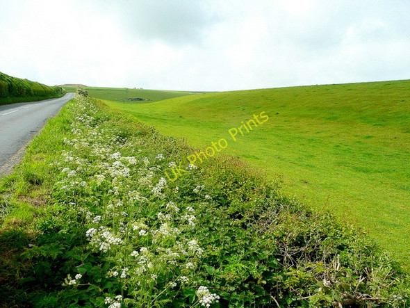 Photo 6"x4" Pasture by the B3159 2 Martinstown or Winterbourne St Martin c2009