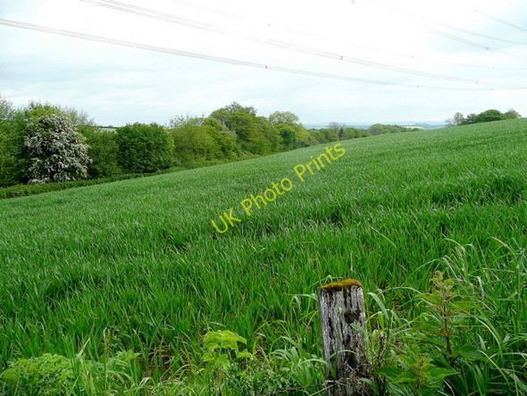 Photo 6"x4" Cereal land Penguithal c2009