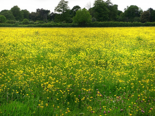 Photo 6"x4" Field of buttercups south of Blendworth Horndean\/SU7013 c2009