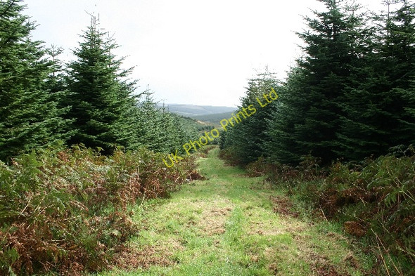 Photo 6"x4" Firebreak in Lochorodale. Drumlemble c2007