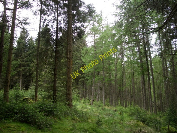 Photo 6"x4" Achray Forest, above Loch Drunkie Brig o' Turk c2009