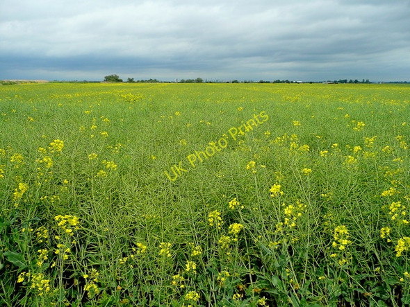 Photo 6"x4" Field of rape Rawcliffe Bridge c2009