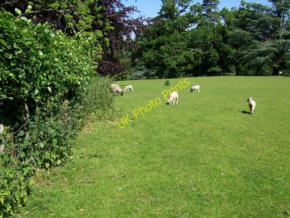 Photo 6"x4" Footpath, Brockwood Park West Meon Woodlands c2009