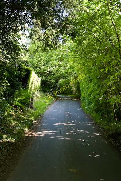 Photo 6"x4" Netherhill Lane Boorley Green c2009