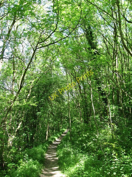 Photo 6"x4" Descending Kithurst Hill Cootham c2009