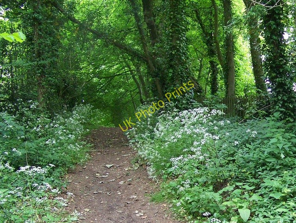 Photo 6"x4" Footpath, Kilmeston Kilmeston c2009