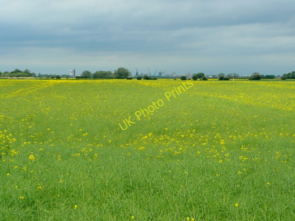 Photo 6"x4" Somewhere over the rapefield Rawcliffe Bridge c2009