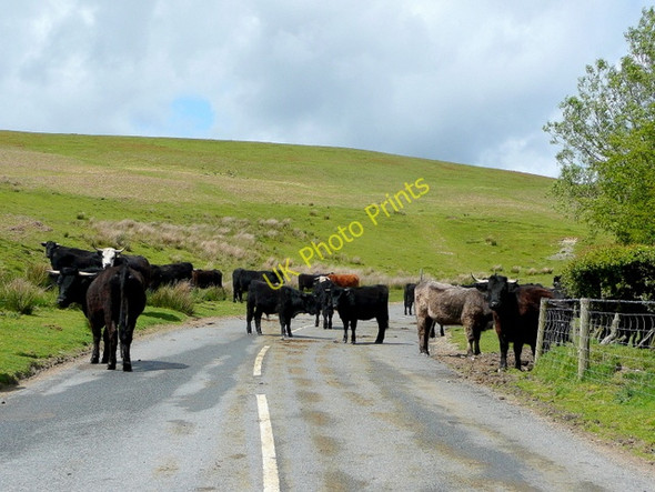 Photo 6"x4" Welcoming committee Garn\/SO1081 c2009