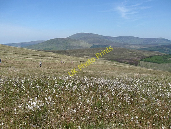 Photo 6"x4" Hills and Cotton Grass Kiltealy c2009