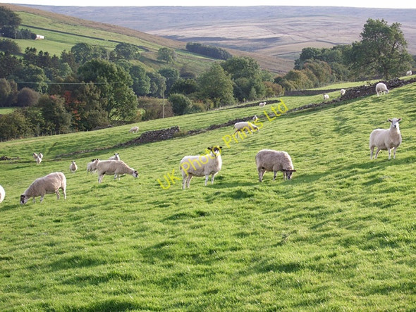 Photo 6"x4" Sheep in the late afternoon sun, Knars Dale Slaggyford c2007