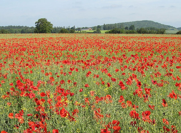 Photo 6"x4" Poppy-speckled rape crop Bromesberrow Heath c2009