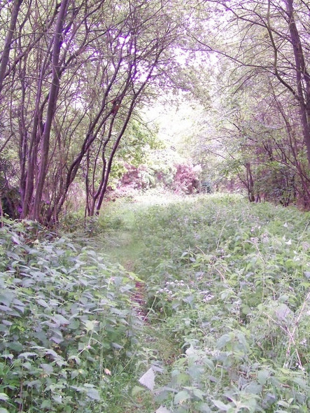 Photo 6"x4" Footpath near Nursted Durleighmarsh c2009