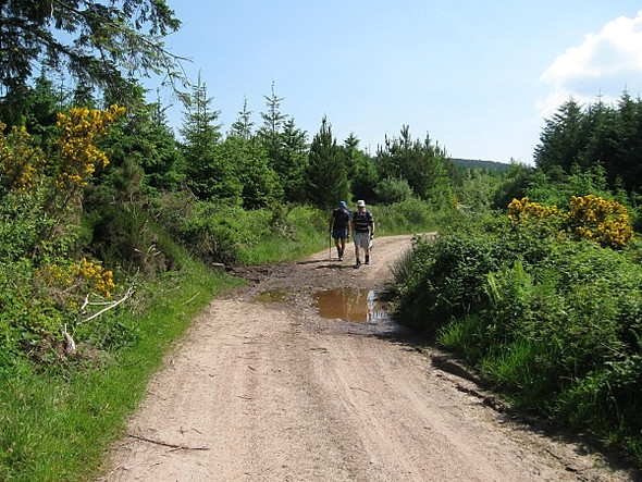 Photo 6"x4" Country Lane Araglin c2009