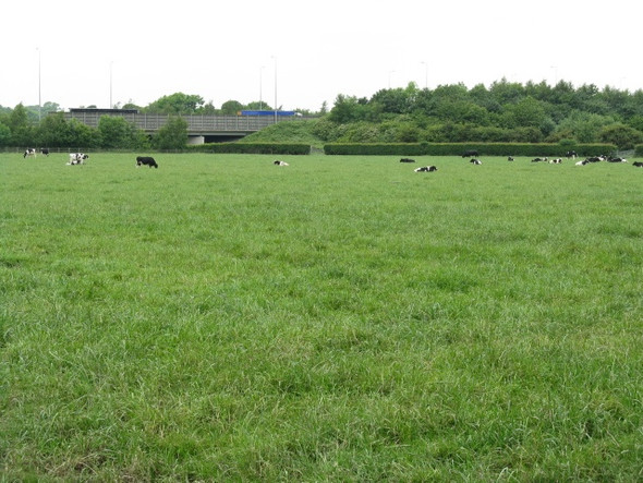 Photo 6"x4" Thelwall - Cows Next To The M6 Lymm c2009
