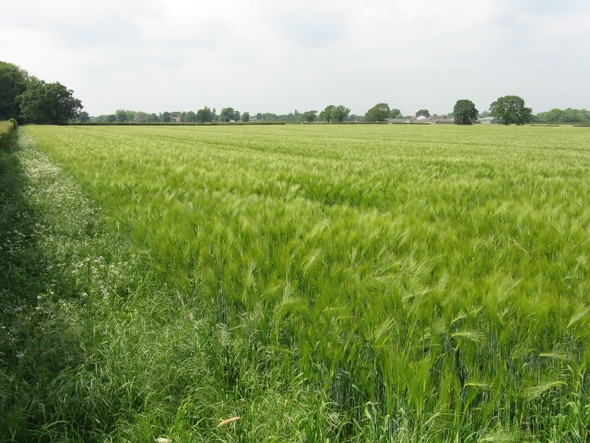 Photo 6"x4" Growing Crops Off Bradshaw Lane Lymm c2009