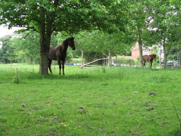 Photo 6"x4" Partington - Horses Grazing Mossbrow c2009