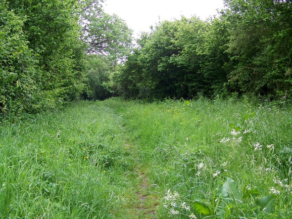 Photo 6"x4" Track near Ramsdean Weston\/SU7221 c2009