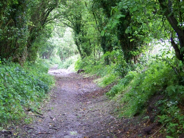 Photo 6"x4" Restricted byway near Ramsdean East Meon c2009