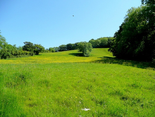 Photo 6"x4" North slope of Bulverton Hill Sidmouth c2009