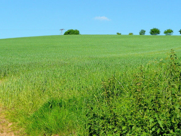 Photo 6"x4" Wheatfield above the Otter Bridge End\/SY0989 c2009