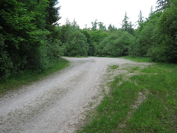 Photo 6"x4" Forest Clearing Kilworth c2009