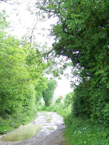 Photo 6"x4" Footpath near Dean Dean\/SU5619 c2009