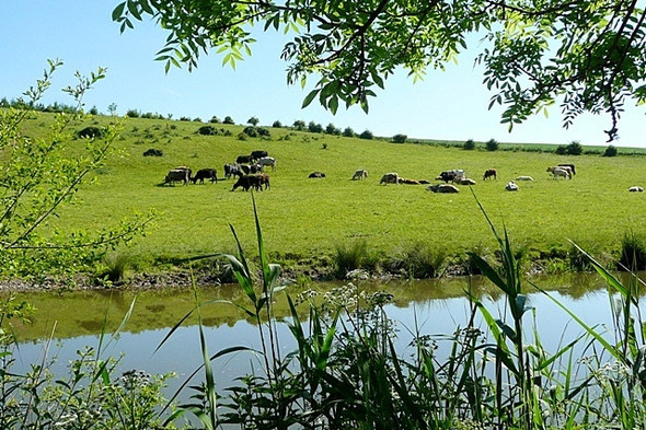 Photo 6"x4" Pasture south of the canal Wawcott c2009