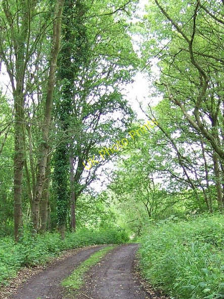 Photo 6"x4" Footpath near Lodsworth Lodsworth Common c2009