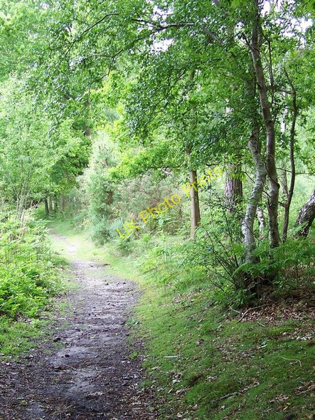 Photo 6"x4" Bridleway near Stedham Minsted c2009