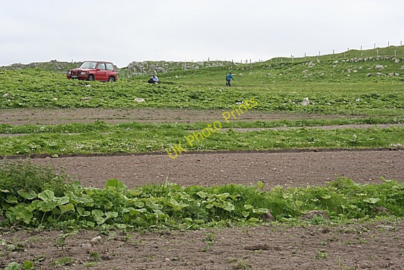 Photo 6"x4" Cultivating the Machair Bragar c2009