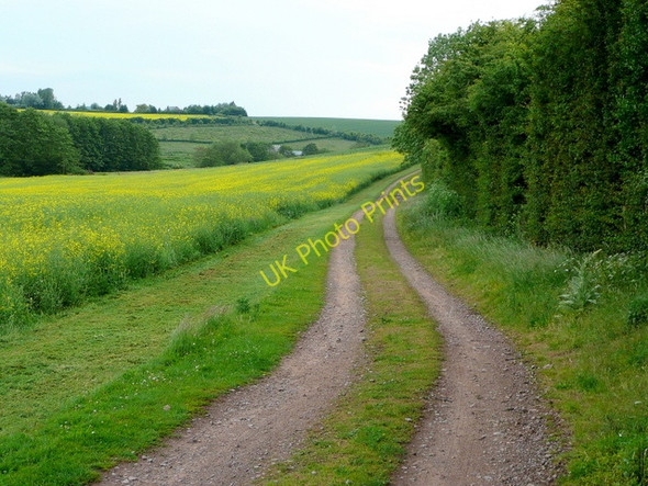 Photo 6"x4" Rape-field in the Rudhall valley 1 Crow Hill\/SO6326 c2009