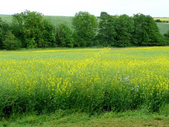 Photo 6"x4" Rape-field in the Rudhall valley 2 Crow Hill\/SO6326 c2009