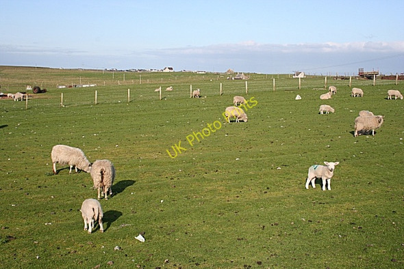 Photo 6"x4" Sheep at Cros Cros c2009