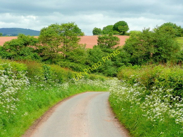 Photo 6"x4" Tregate Lane in spring Maypole\/SO4716 c2009