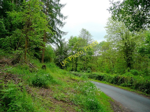Photo 6"x4" Brookholm Wood Monmouth\/Trefynwy c2009