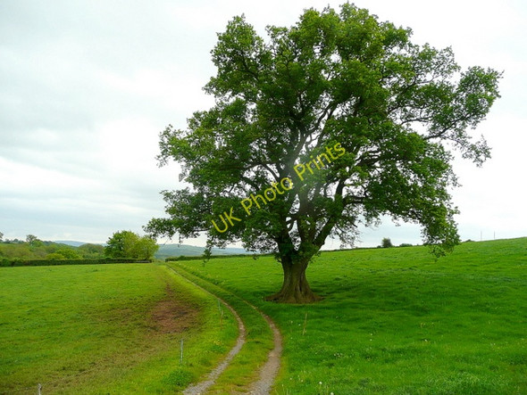Photo 6"x4" Oak tree by the track Newcastle\/SO4417 c2009