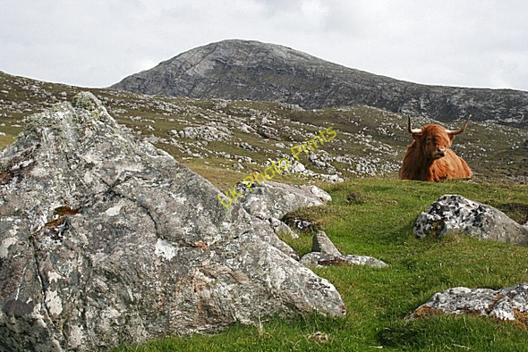 Photo 6"x4" Highland Cow at Camas Mol Linnis Mealasta\/NA9924 c2009
