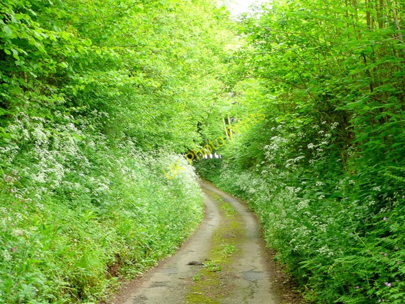Photo 6"x4" Narrow lane Wayne Green c2009