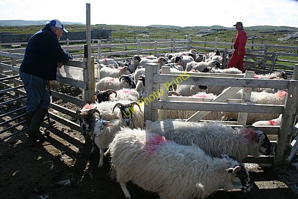 Photo 6"x4" Job Done Cradhlastadh c2009