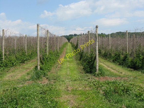 Photo 6"x4" Growing In Rows Birchend c2009
