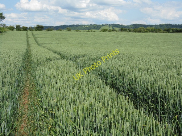 Photo 6"x4" Growing Crops Near Hutt Farm Callow Marsh c2009