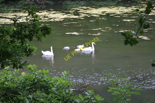 Photo 6"x4" Family of swans on Lamorran  pond Lamorran c2009