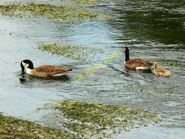 Photo 6"x4" Canada geese on the River Kennet, Eddington Eddington\/SU3469 c2009