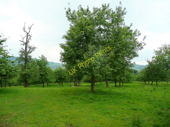 Photo 6"x4" Old orchard at Brobury Brobury c2009
