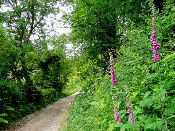 Photo 6"x4" Foxgloves by the track Longhope\/SO6818 c2009