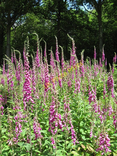 Photo 6"x4" Foxgloves, Fore Wood Crowhurst\/TQ7512 c2009