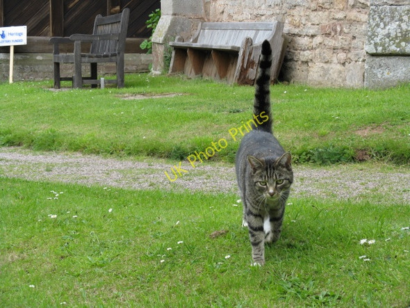 Photo 6"x4" Much Cowarne - The Church Cat Much Cowardne c2009