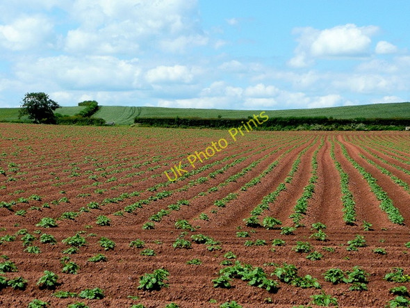 Photo 6"x4" Young potato crop Crozen c2009