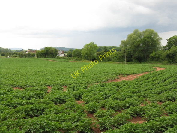 Photo 6"x4" Hillend Farms & Fields Bridge End\/SO6246 c2009